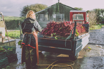 Female Farmer washing beetroot