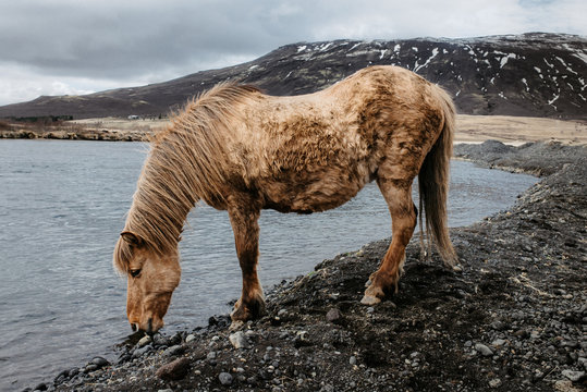 Icelandic horse en libertad en Islandia bebiendo agua de un r&iacute;o.