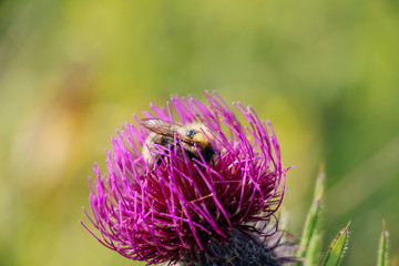 Hummel beim Sammeln von Nektar