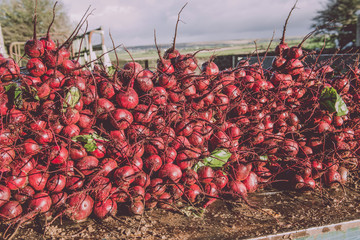 Beetroot farming