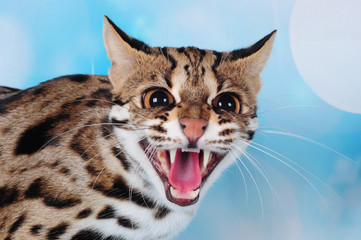 asian leopard cat in the blue background