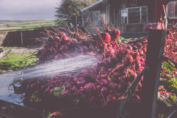 Beetroot farming