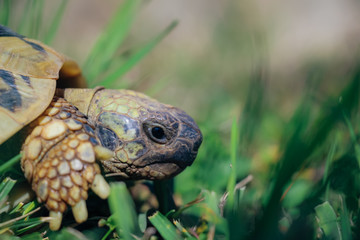 Schildkrötenkopf