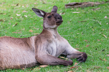 Naklejka na ściany i meble Portrait of lying grey kangaroo. Symbol of Australia, cute animal. 