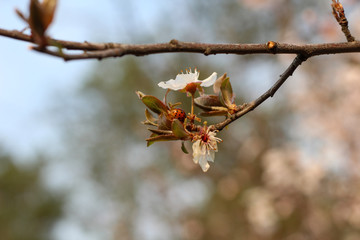 Spring flowering in orchard on blurry background