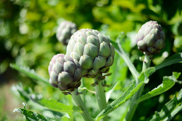 ripe artichoke organic in the vegetable garden outdoor during sunnyday