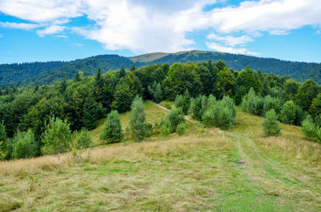 Fototapeta na wymiar Golden field near green trees on hills. Sun and clouds - panoramic landscape of Carpathian mountains, Ukraine