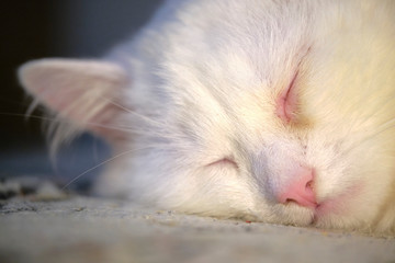 Turkish angora sleeps