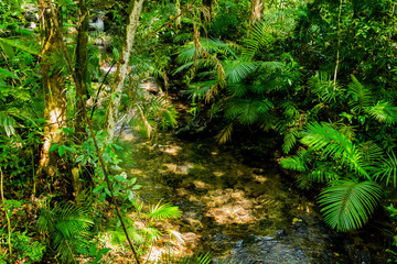 Jungle river, Queensland, Australia. Spot in Daintree Rainforest National Park. 