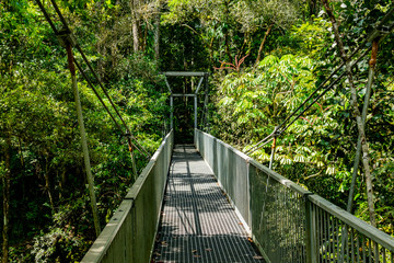 Suspension bridge in Daintree Rainforest National Park. Jungle view from Queensland, Australia. 
