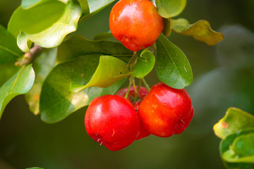 Fresh organic Acerola cherry on the tree.