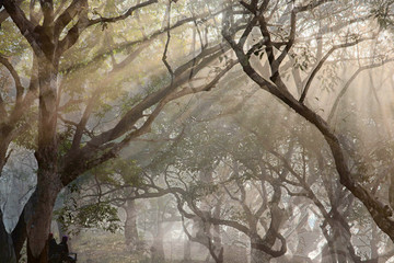 Illusion of haunted forest. Thick branches of trees incline and join together to form a gateway to the mystical world. Kaziranga National Park, Assam, Northeast India