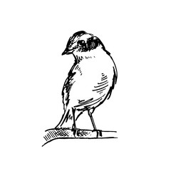 Sparrow sketch_ bird 2
