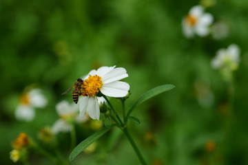 Flowers and small bees Beauty in nature