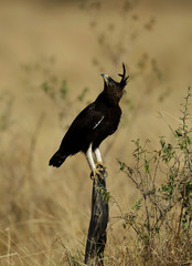 Long-crested eagle looking up