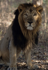 Asiatic Lion