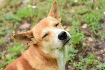 Close-up photos of cute brown dogs