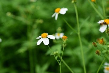 Flowers and small bees Beauty in nature