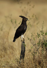 Long-crested eagle perched on a log