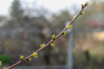 A sprig of fruit tree with blossoming young green buds on a blurry spring background