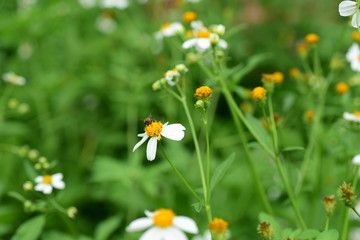 Flowers and small bees and butterflies natural beauty	
