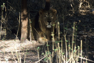 Asiatic Lion