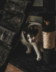 gato domestico blanco con manchas negras, ojos verdes atigrados