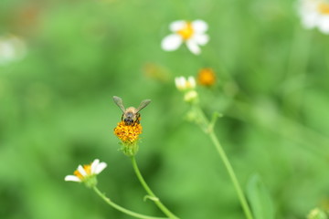 Flowers and small bees and butterflies natural beauty	
