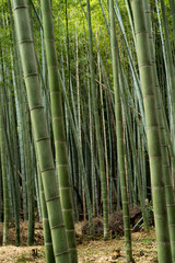 bamboo forest background