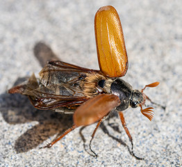 Obraz premium Beautiful beetle in nature. Cockchafer. Macro shot. (Melolontha melolontha)