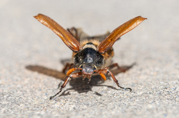 Beautiful beetle in nature. Cockchafer. Macro shot. (Melolontha melolontha)