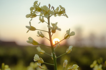 Wild flowers shot with gorgeous sunset light.