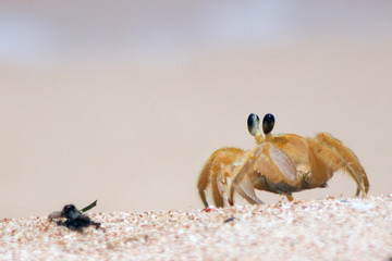 crab on the beach