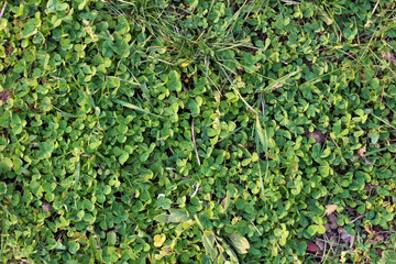 Emerald green clover lawn. Top view