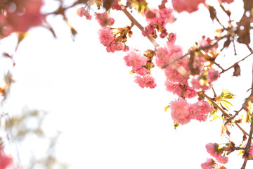 Obraz na płótnie Canvas beautiful pink flowers Prunus serrulata or Japanese Cherry in the garden with free space