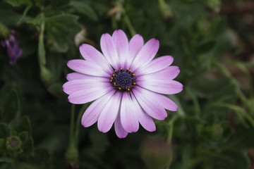 Flores moradas 