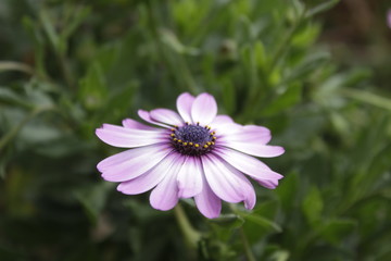 Obraz premium Flor morada hermosa 