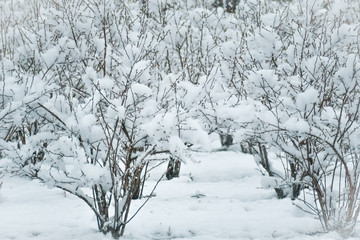 Snow covered field