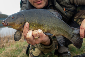Tench. Lin. Ryba Fish. Fishing. Wędkarstwo © SebbPL