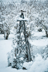 Snow covered garden