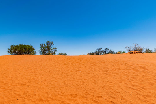 Desert dune, Australian Outback. Bush, red sand, blue sky. 