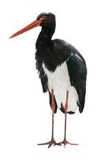 Black Stork isolated on a white background.