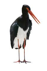 Black Stork isolated on a white background.