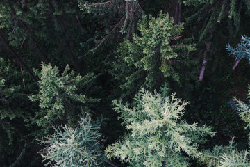 Black Forest from Above