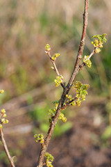 A sprig of fruit tree with blossoming young green buds on a blurry spring background