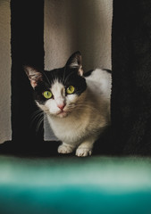 gato domestico blanco con manchas negras, ojos verdes atigrados