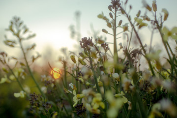 Obraz premium Wild flowers shot with gorgeous sunset light.