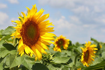 Beautiful sunflowers with nice blue cloudy sky 