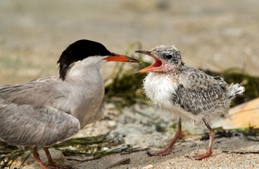 White-cheeked Tern, young one crying for food