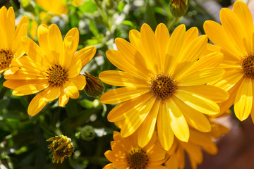Bush of colorful yellow spring flowers